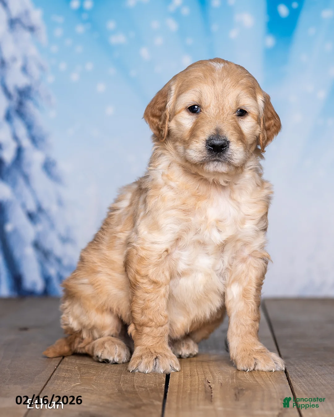 Goldendoodle dogs for sale: Ethan - Ad 3