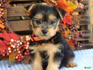 Yorkshire Terrier dogs Comet - Ad 4