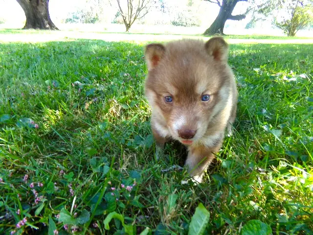 Siberian Husky dogs for sale: Siberian Husky female #1 - Ad 2