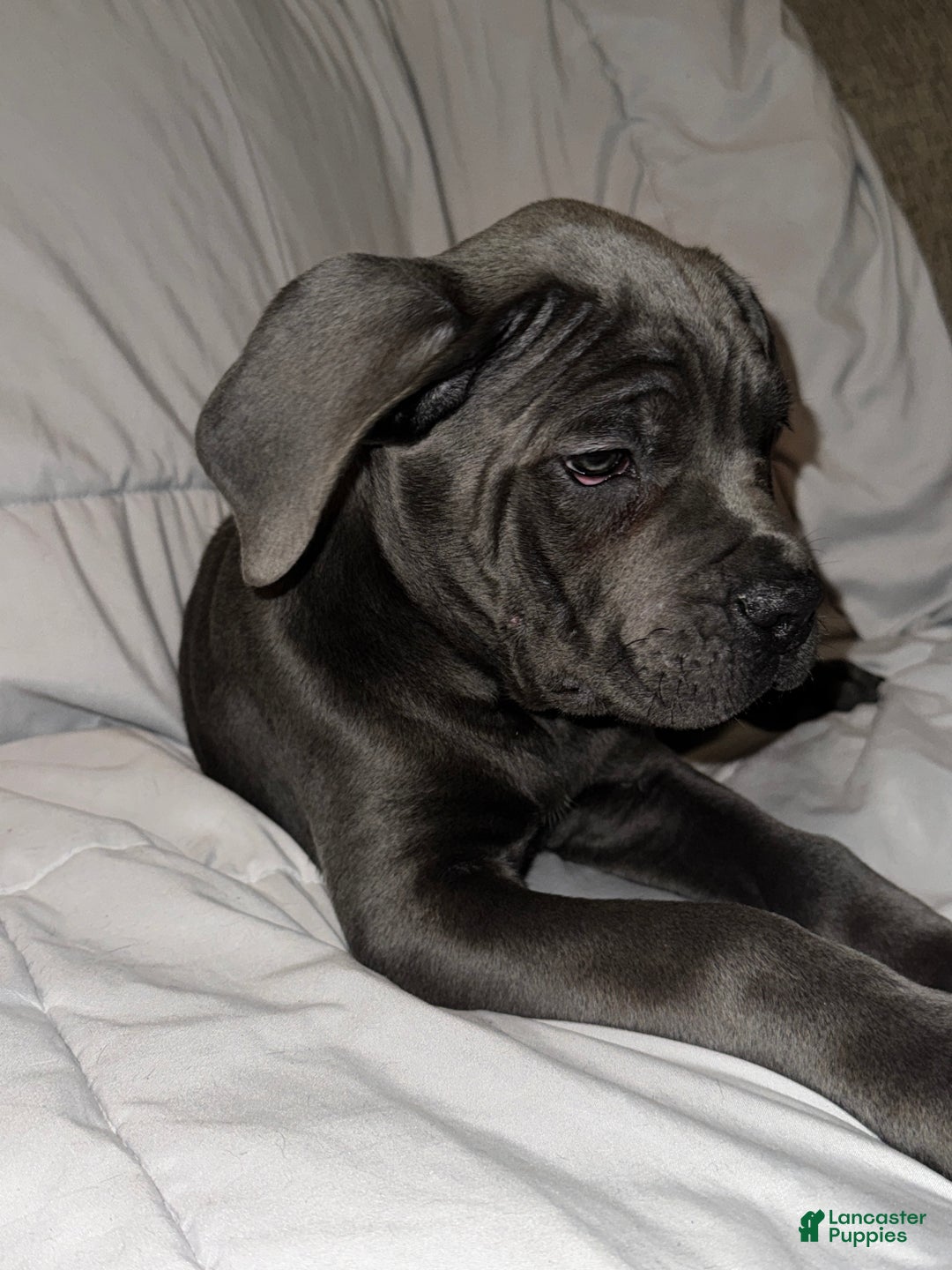 Cane Corso dogs for sale: Drako - Ad 2
