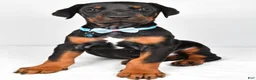 Doberman Pinscher dogs for sale: Luke - Ad 6