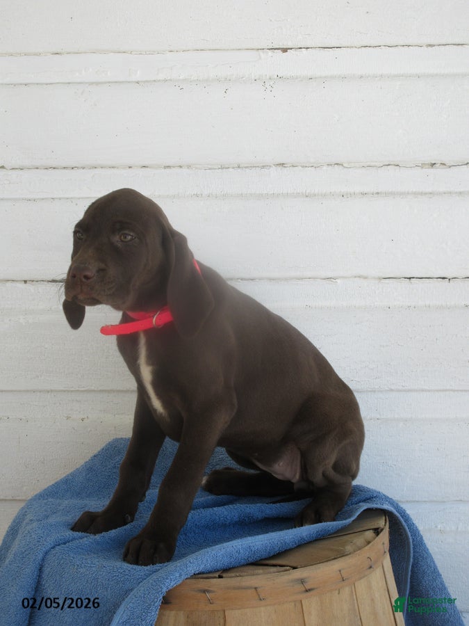 Mixed Breed dogs Mars - Ad 6