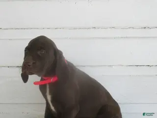 Mixed Breed dogs Mars - Ad 28