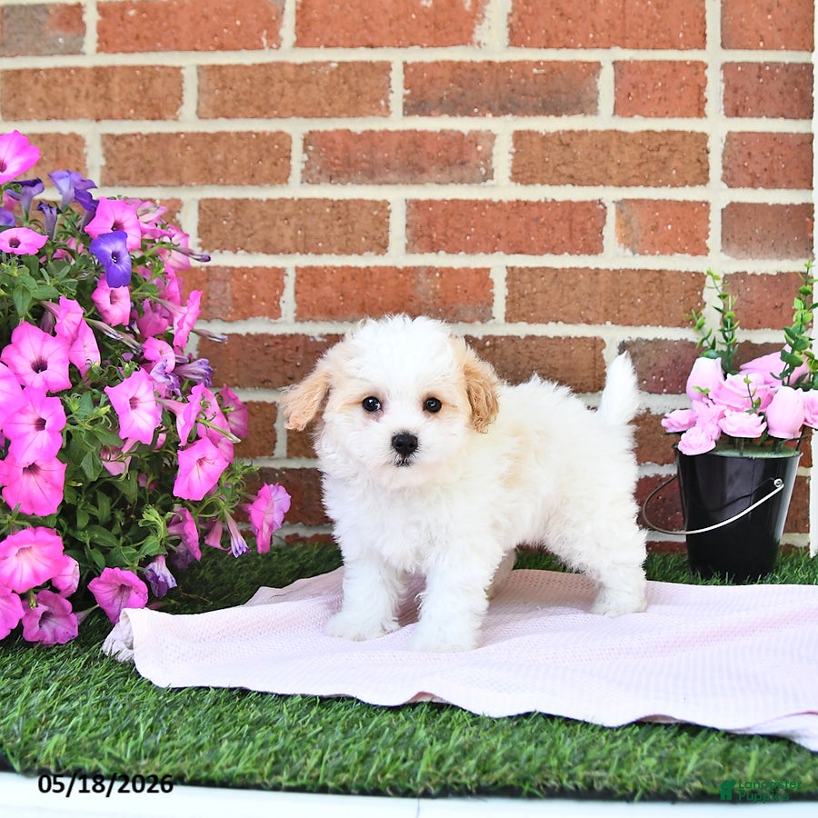 Maltipoo dogs Stacey - Ad 2