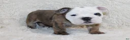 English Bulldog dogs for sale: Curry - Ad 3