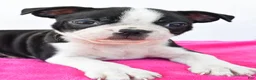 Boston Terrier dogs for sale: Raven - Ad 3
