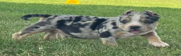 American Bully dogs for sale: Havoc - Ad 3