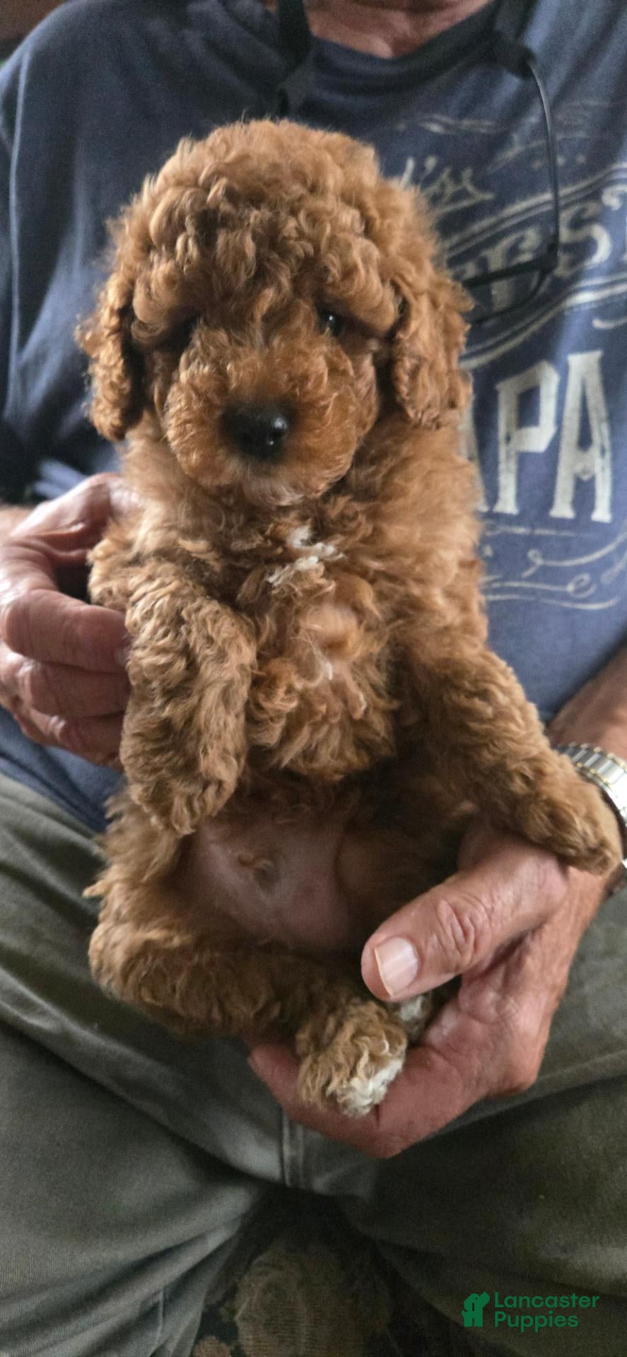Toy Poodle dogs Carson - Ad 1