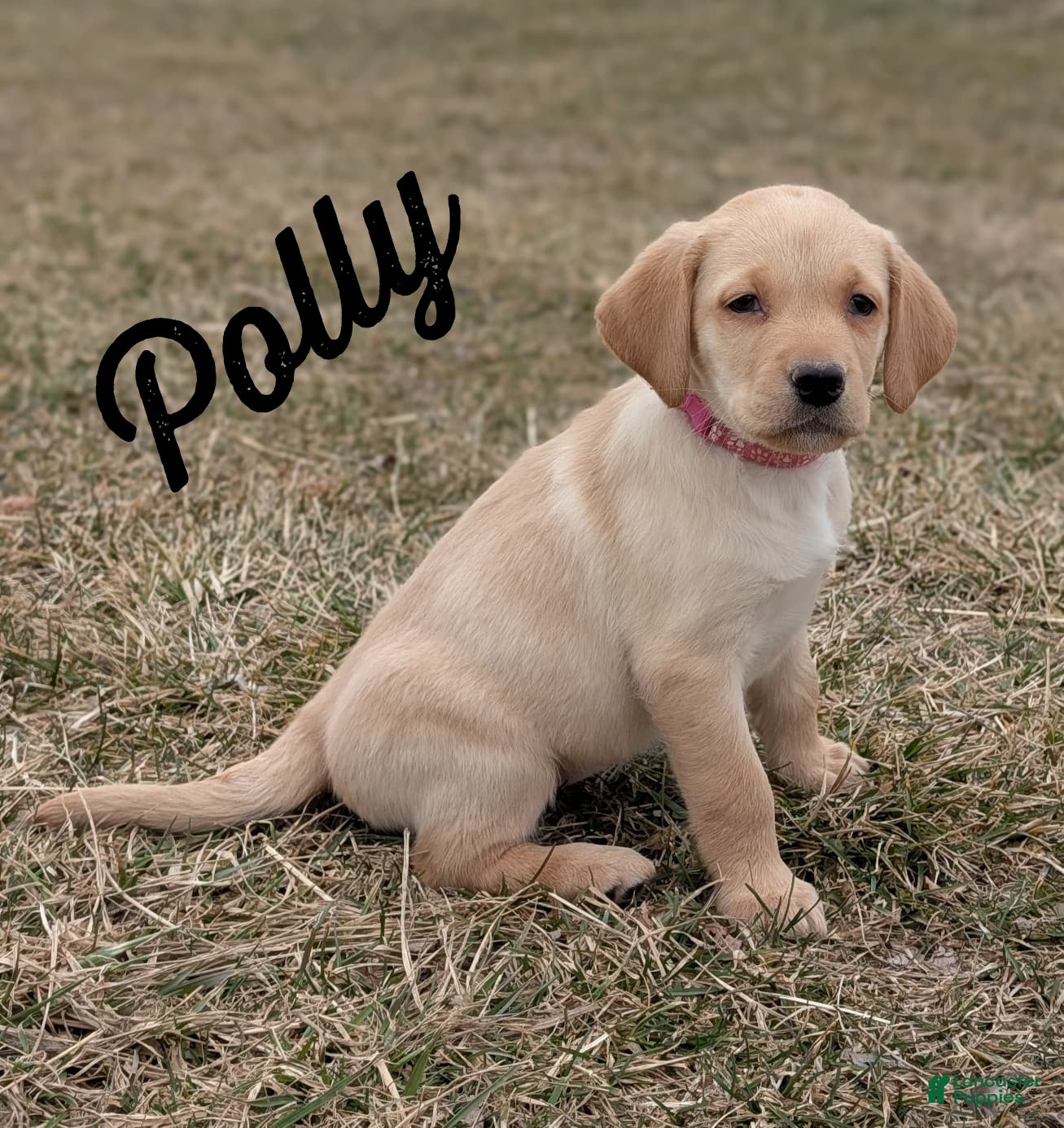 Labrador Retriever dogs Polly - Ad 2