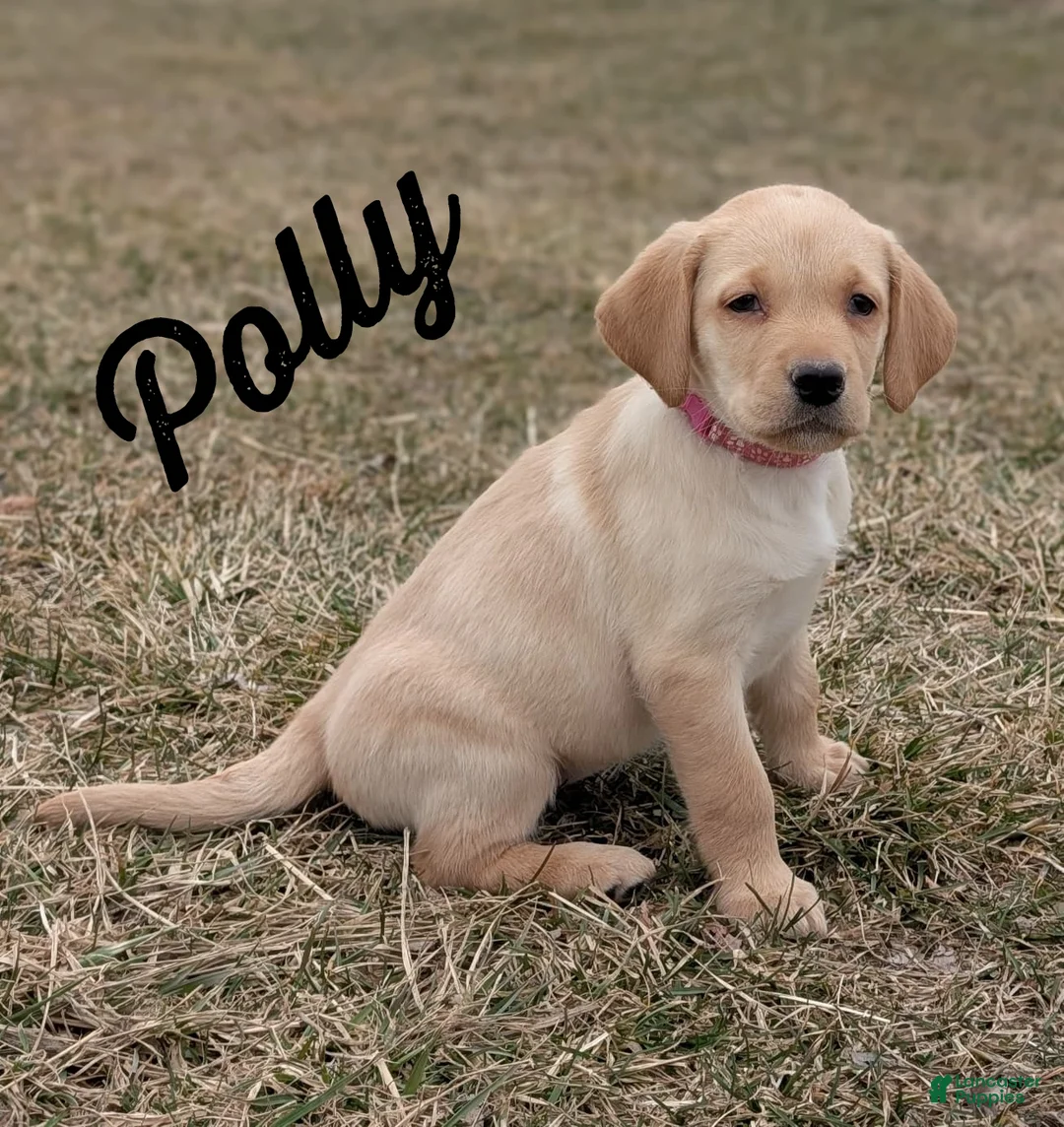 Labrador Retriever dogs for sale: Polly - Ad 2