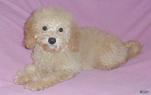 Miniature Poodle dogs Lilly - Ad 2