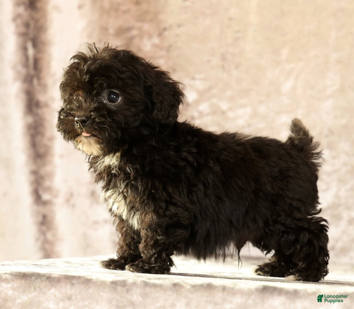 Havapoo dogs Koby - Ad 1