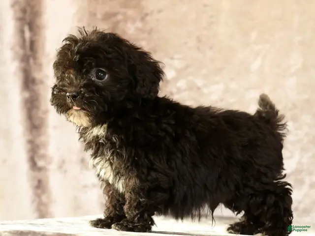 Havapoo dogs for sale: Koby - Ad 1