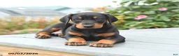 Mixed Breed dogs for sale: Felix - Ad 2