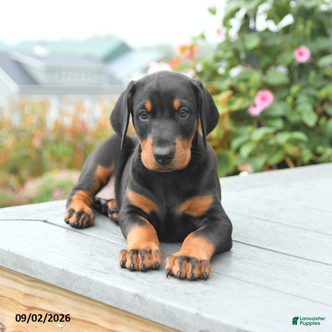 Mixed Breed dogs for sale: Felix - Ad 2