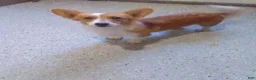 Corgipoo dogs for sale: NELLY - Ad 20
