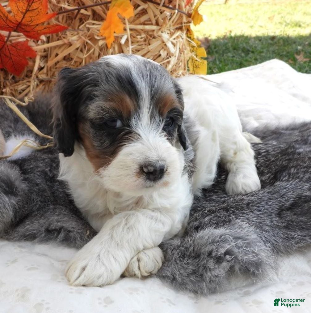 Cockapoo dogs for sale: #4 Female (Leslie's) - Ad 27