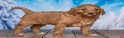 Goldendoodle dogs for sale: Sugar - Ad 3