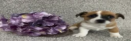 Jack Russell Terrier dogs for sale: Sabrina - Ad 3