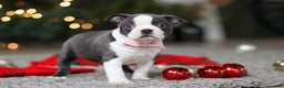 Boston Terrier dogs for sale: Missy - Ad 3