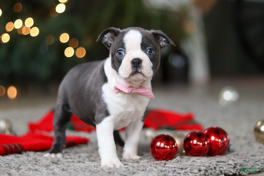 Boston Terrier dogs for sale: Missy - Ad 3