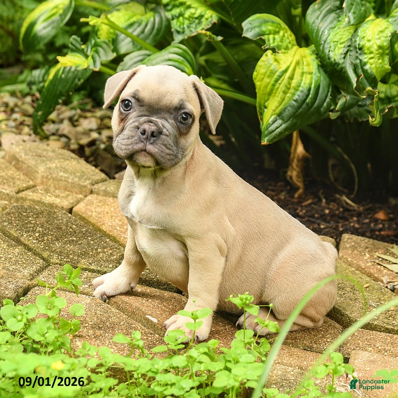 French Bulldog dogs Carlotta - Ad 1