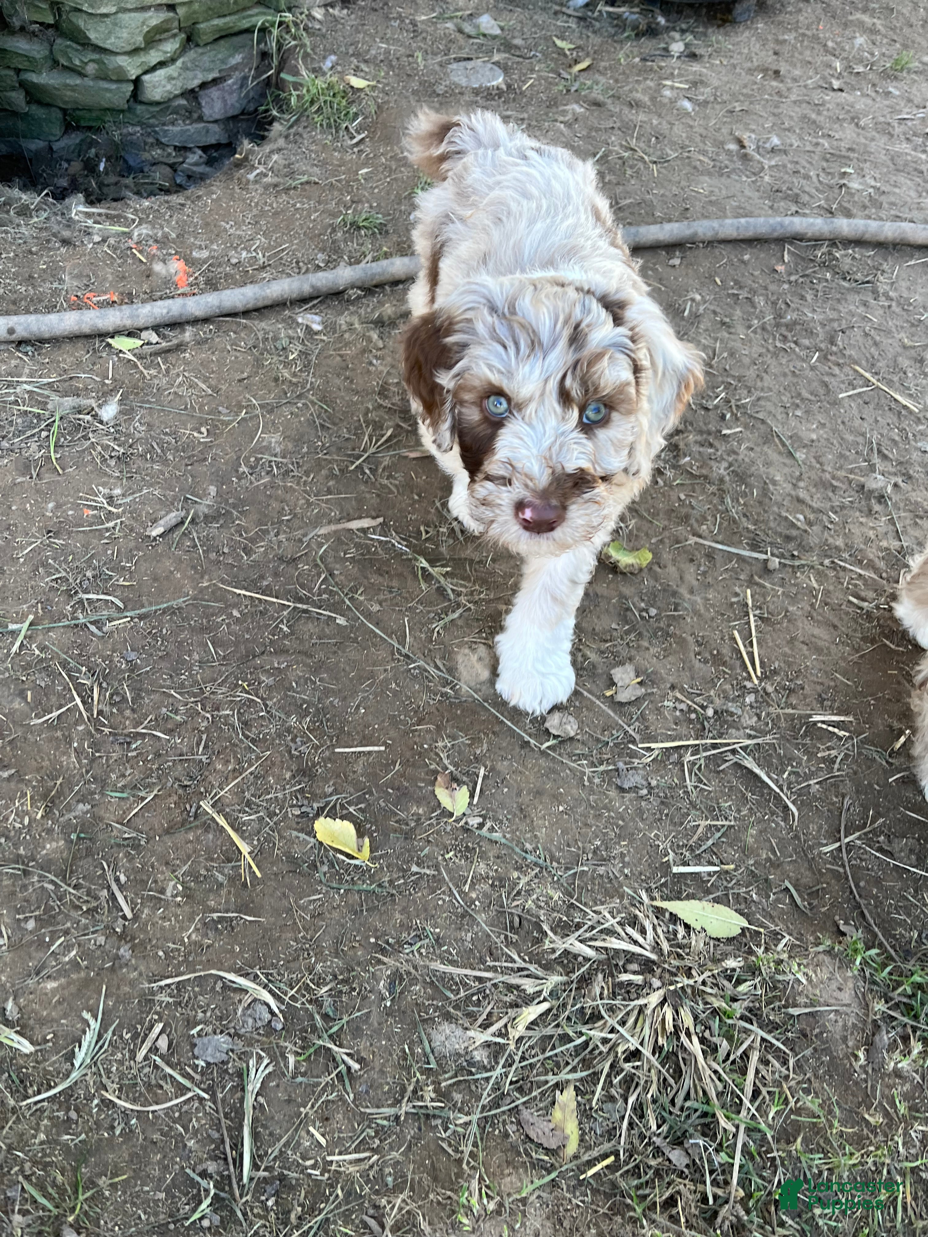 Aussiedoodle dogs for sale: Toots - Ad 2