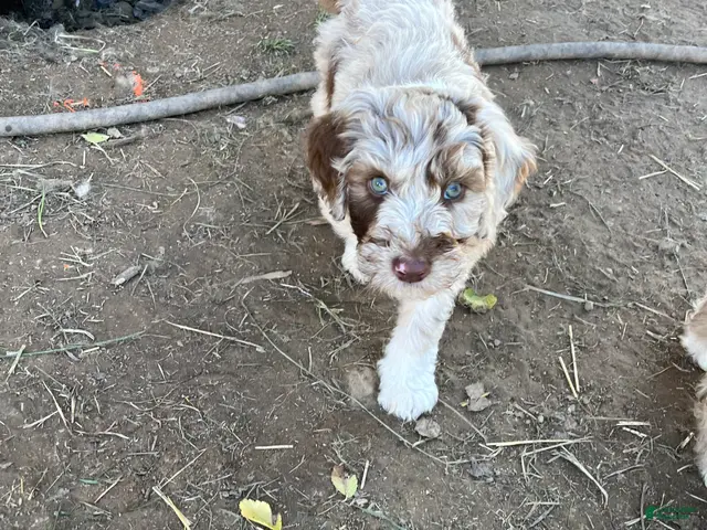 Aussiedoodle dogs for sale: Toots - Ad 2