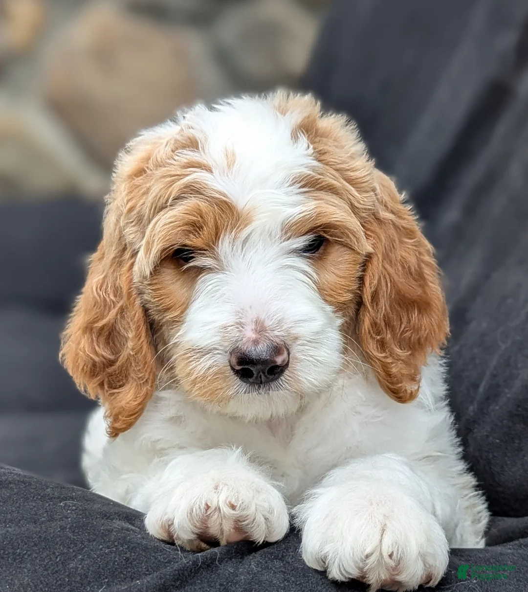 Goldendoodle dogs for sale: Willow - Ad 1