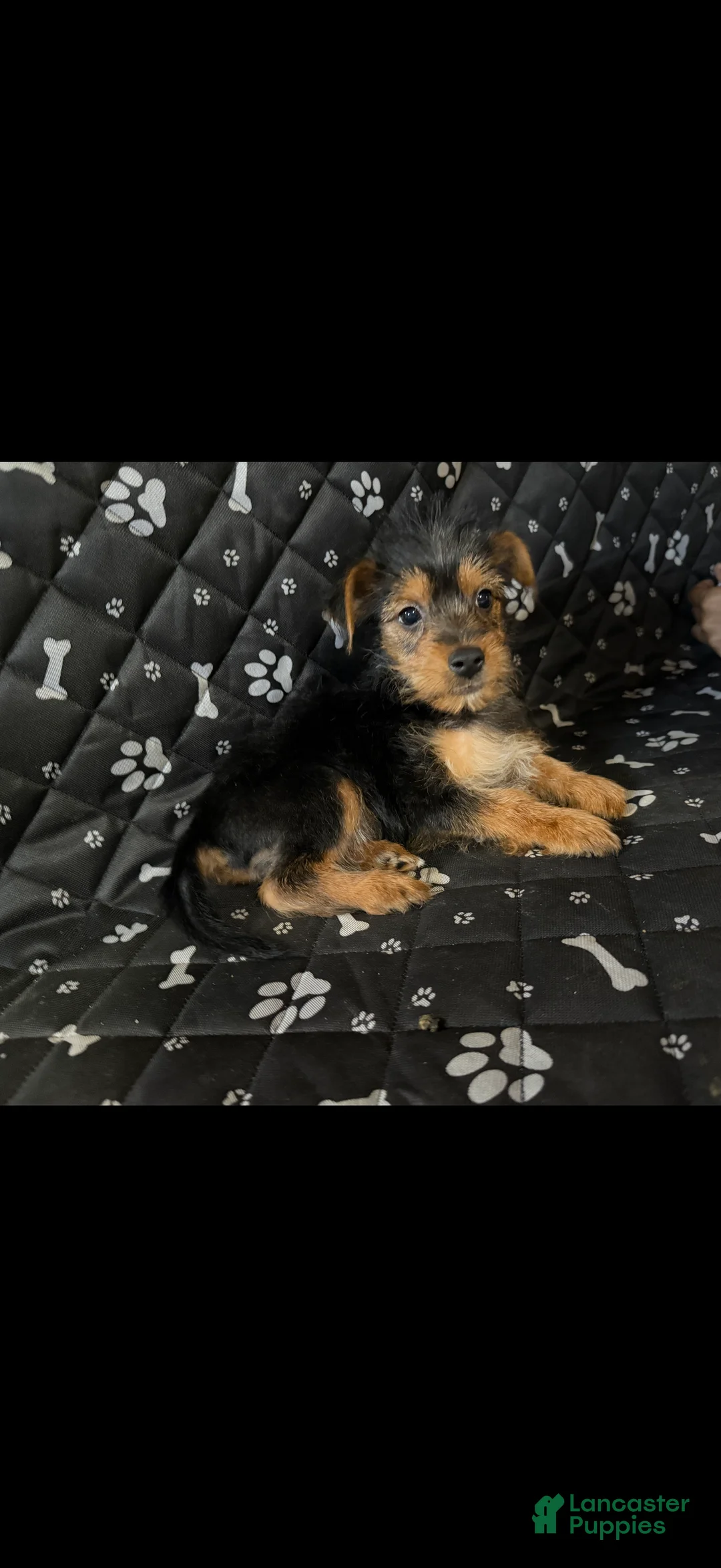 Yorkshire Terrier dogs for sale: Yorkshire Terrier Puppy 3 - Ad 3