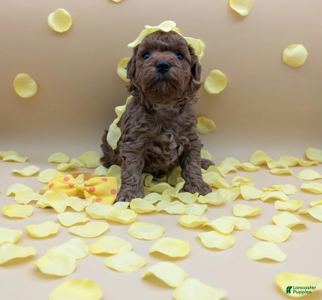 Toy Poodle dogs for sale: Toy Poodle Puppy 4 - Ad 5