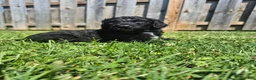 Mini Sheepadoodle dogs for sale: Cooper - Ad 13
