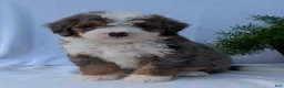 Mini Bernedoodle dogs for sale: Mini Banks  - Ad 18