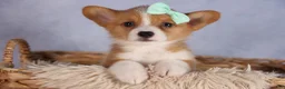 Welsh Corgi Pembroke dogs for sale: Bently💙 - Ad 17