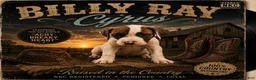 American Bulldog dogs for sale: Billy Ray Cyrus - Ad 1
