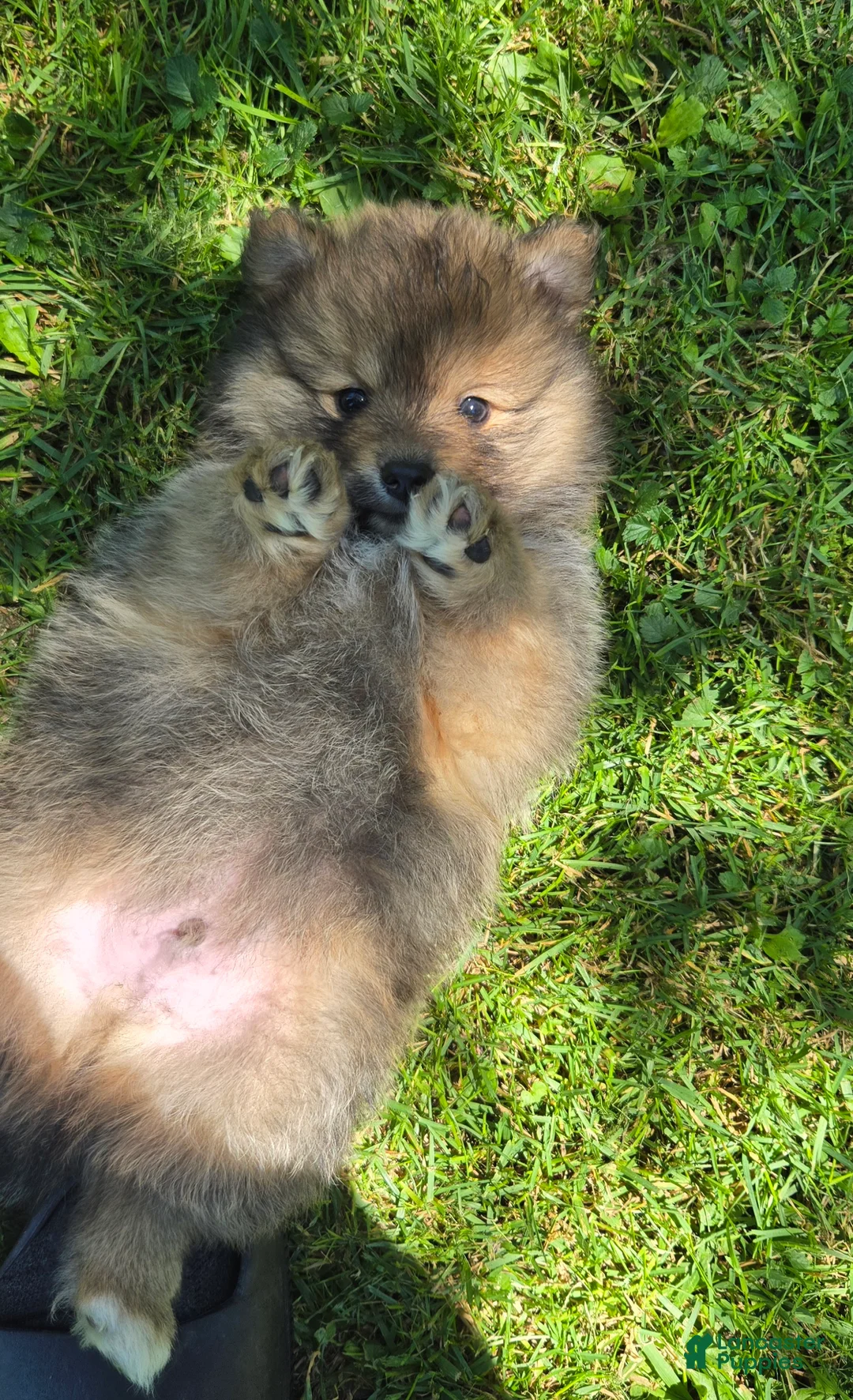 Pomsky dogs for sale: Pomsky Puppy 2 - Ad 2