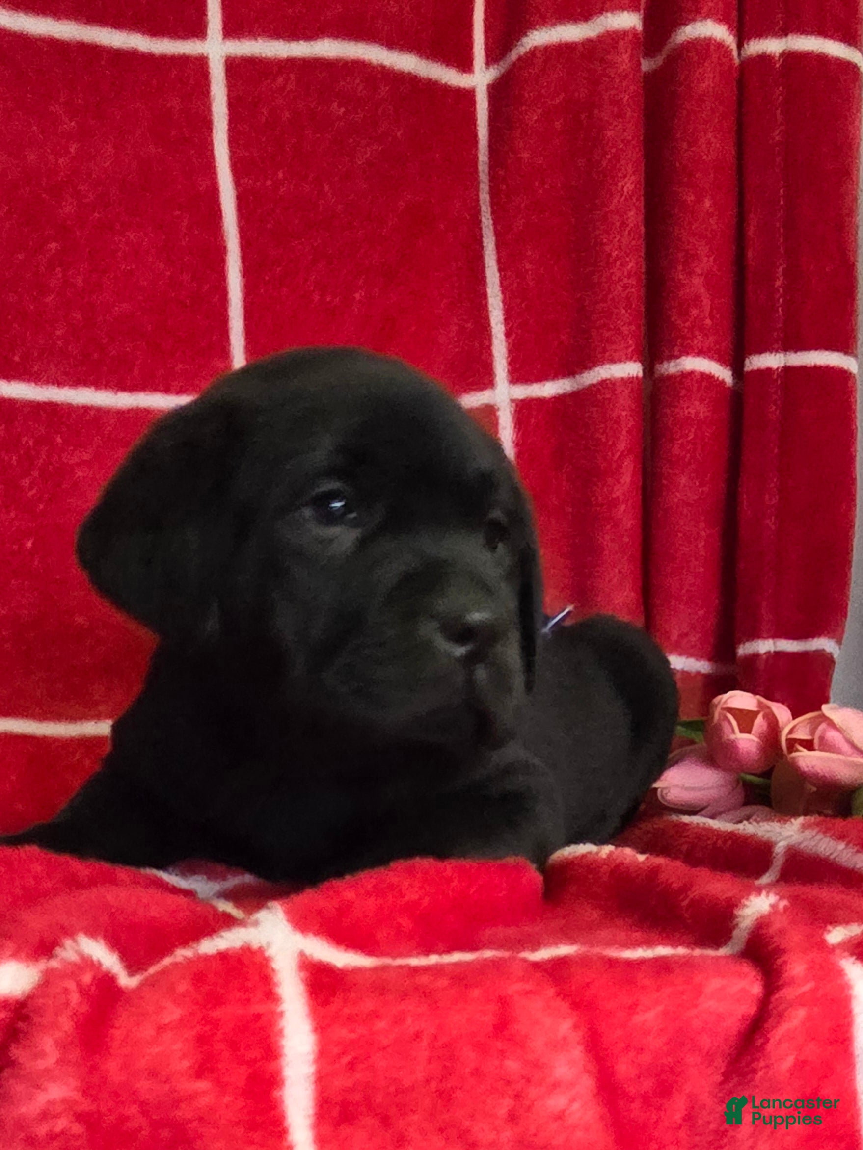 Labrador Retriever dogs Diesel  - Ad 5