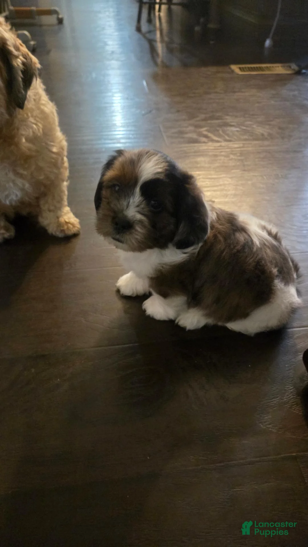 Mixed Breed dogs for sale: Mixed Breed 1 - Ad 8