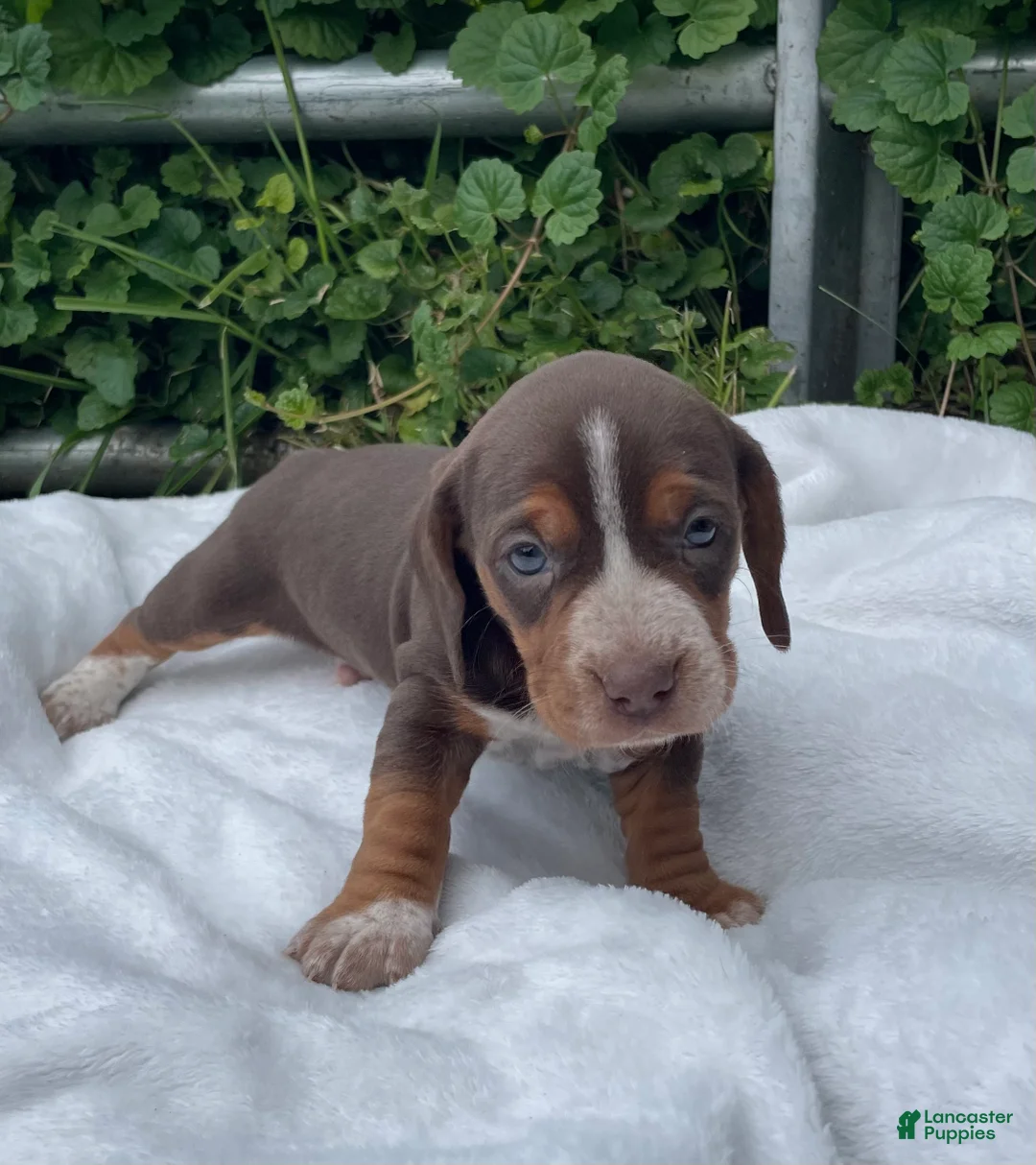 Mixed Breed dogs for sale: Alfie - Ad 1