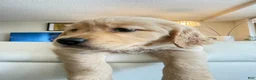 Golden Retriever dogs for sale: moly - Ad 10