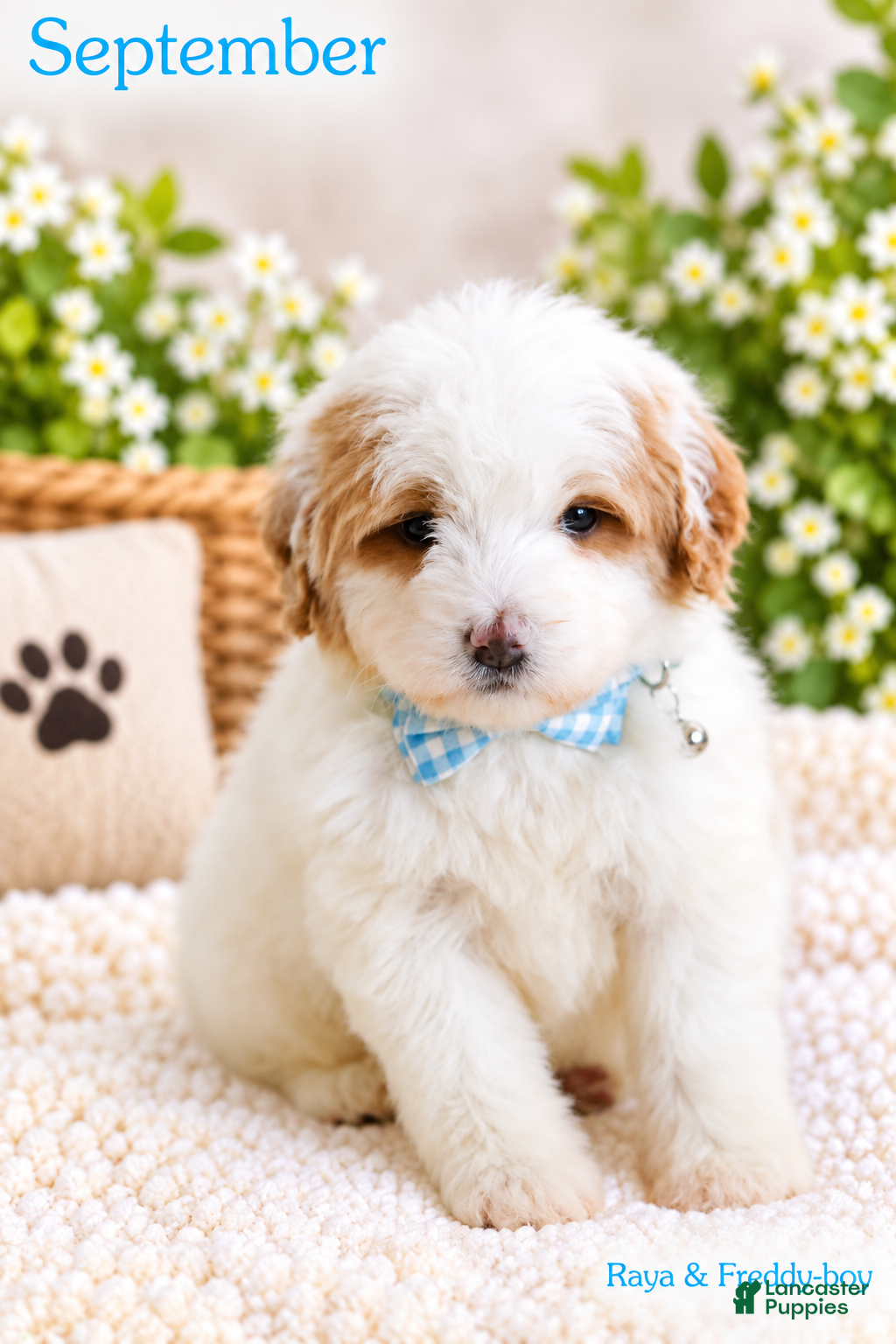 Bernedoodle dogs September  - Ad 1