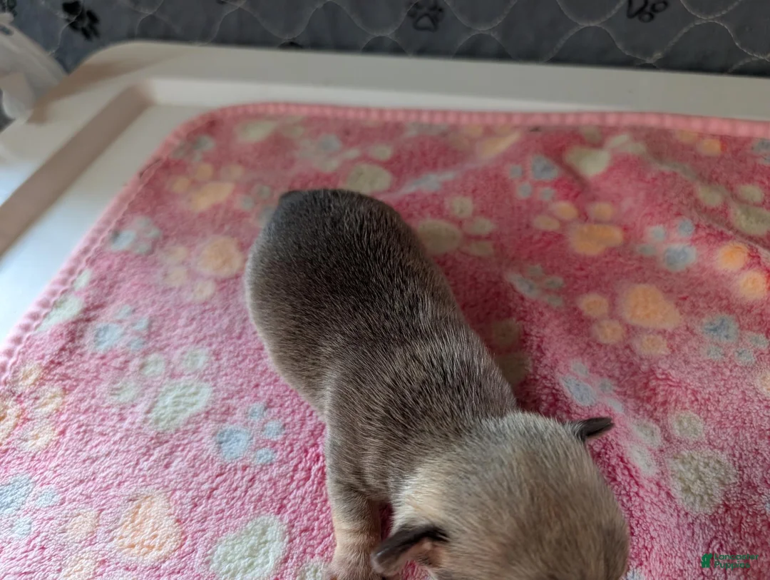 Chihuahua dogs for sale: Fletcher - Ad 2