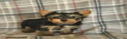 Yorkshire Terrier dogs for sale: Lucy - Ad 3