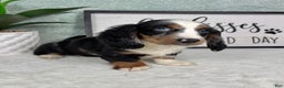 Miniature Dachshund dogs for sale: Miniature Dachshund Puppy 3 - Ad 2