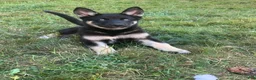 Gerberian Shepsky dogs for sale: Teddy - Ad 6