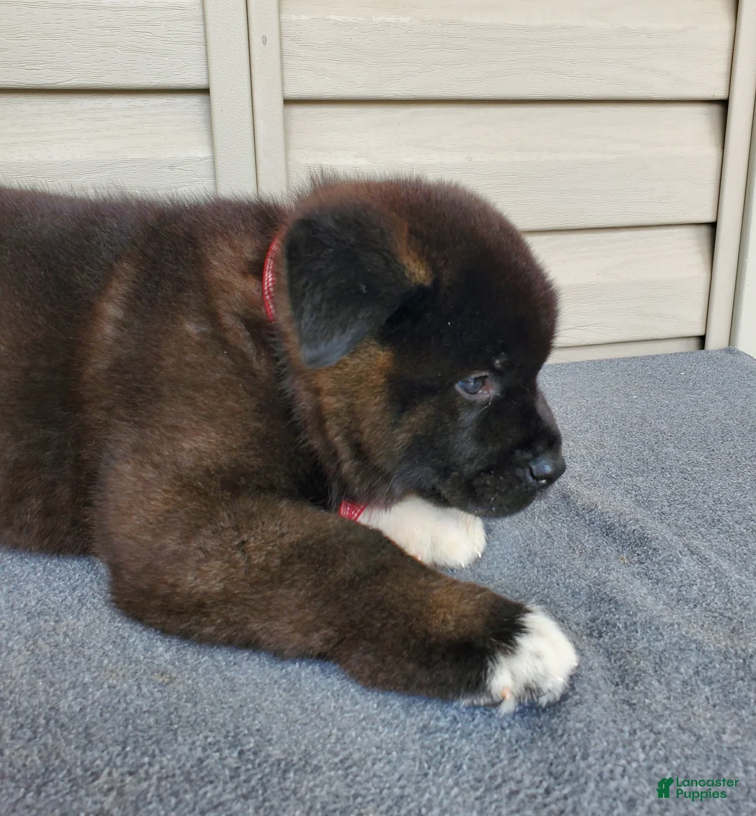 Akita dogs for sale: Bear - Ad 4