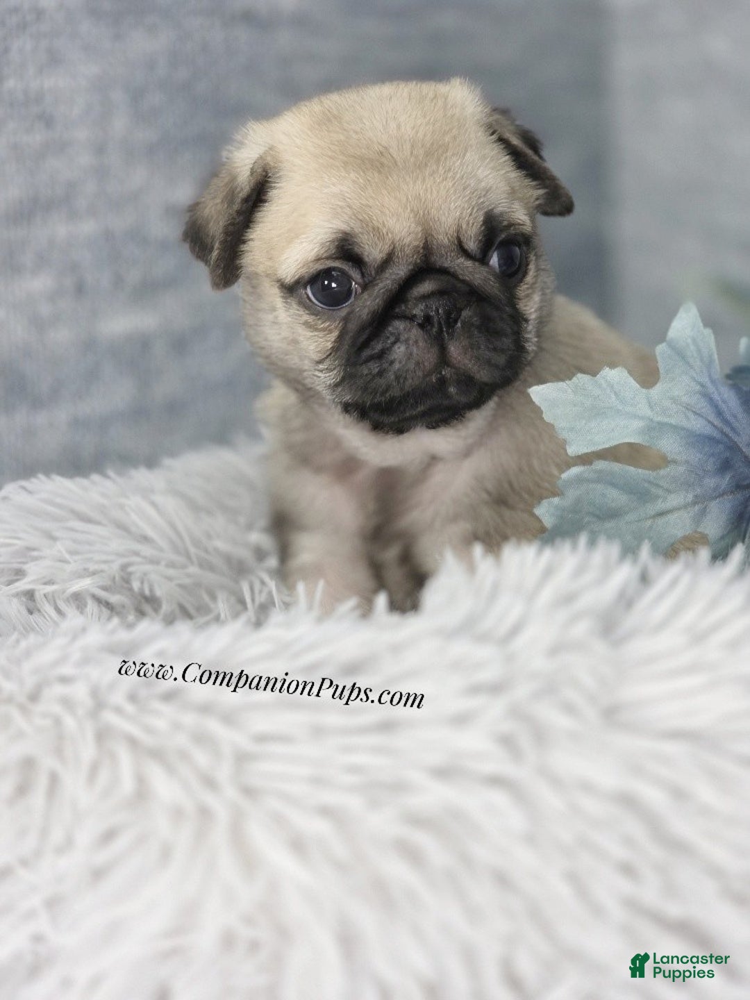 Pug dogs for sale: Green Collar - Fawn Male Pug Puppy - Ad 6