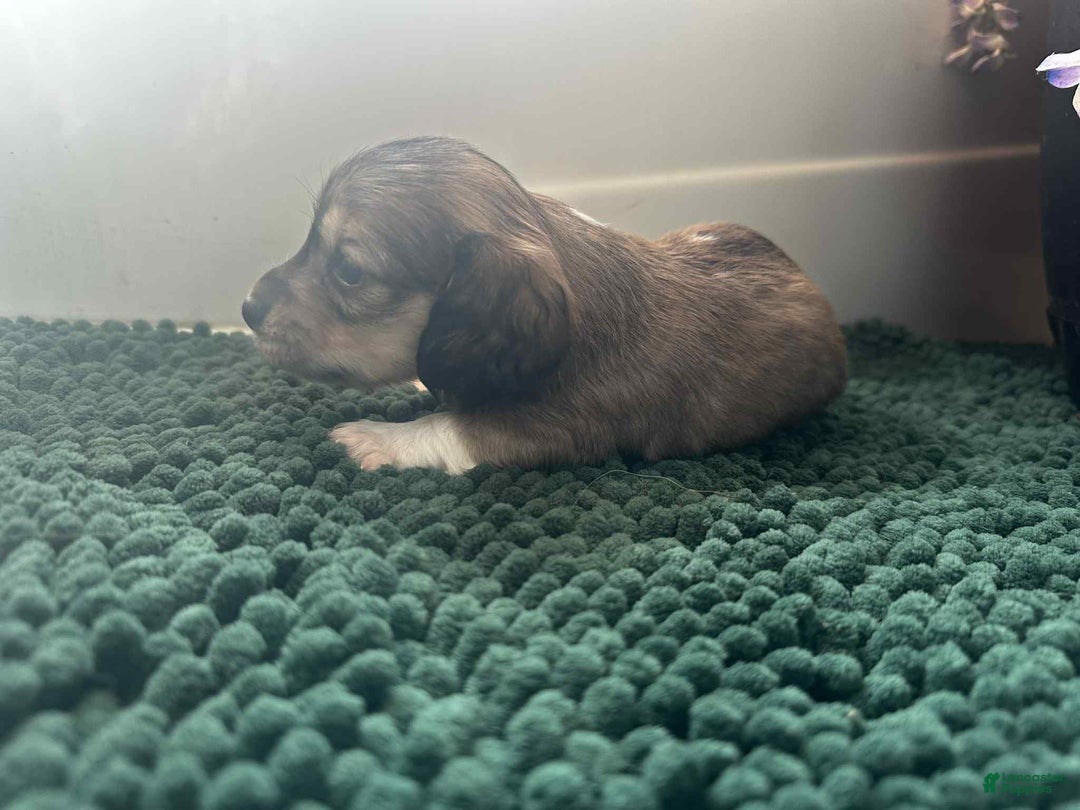 Dachshund dogs for sale: Mickey - Ad 10