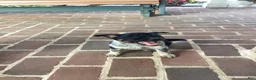 Mixed Breed dogs for sale: Burge - Ad 6