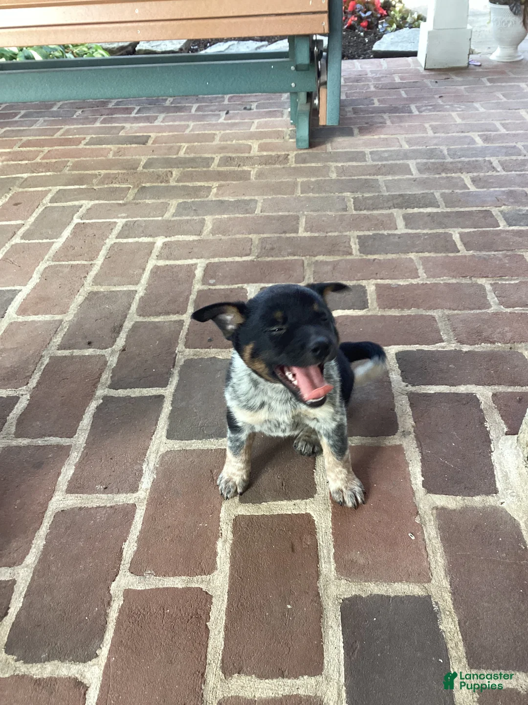 Mixed Breed dogs for sale: Burge - Ad 6
